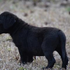Yellow black female - Black female Labrador Retriever puppy in Edgefield, South Carolina from Backwoods Pond Labradors LLC