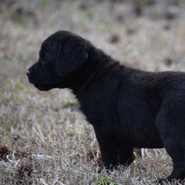 Yellow black female - Black female Labrador Retriever puppy in Edgefield, South Carolina from Backwoods Pond Labradors LLC