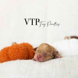 Boy 1 - Apricot male Poodle puppy in Las Vegas, Nevada from Vegas Toy Poodles