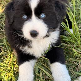 Berk - Black & white male Miniature Australian Shepherd puppy in Bronson, Iowa from Crazy Acres Aussies