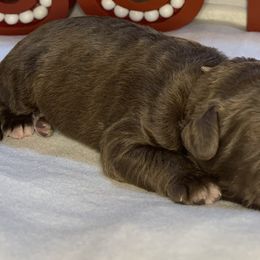 Boy 2 - Aussiedoodle puppy in Shell Lake, Wisconsin from KC Acres