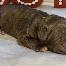 Boy 2 - Aussiedoodle puppy in Shell Lake, Wisconsin from KC Acres