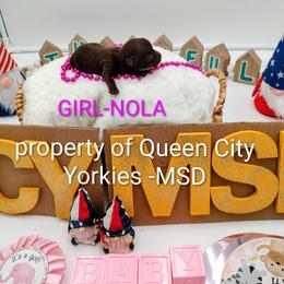 NOLA - Chocolate and tan female Yorkshire Terrier puppy in Charlotte, North Carolina from Queen City Yorkies