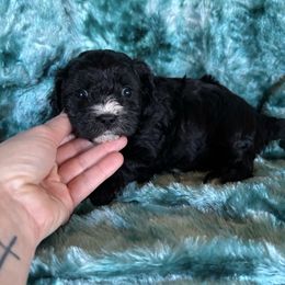 Betty Baby - Black and white female Cavapoo puppy in Knoxville, Tennessee from Rocky Top Cavapoos