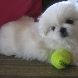 Pekingese Puppies from Dreamers Pekingese