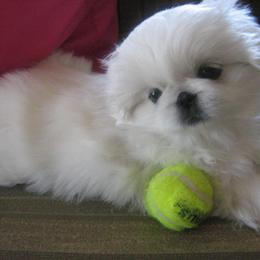 Pekingese Puppies from Dreamers Pekingese