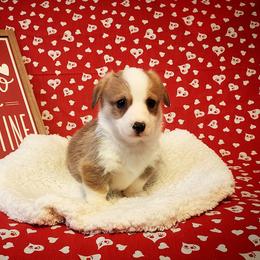 American Corgi and Pembroke Welsh Corgi Puppies from The Adirondack Corgi