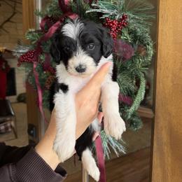 Jovie - Black and white female Bernedoodle puppy in Yuba City, California from Ranch House Doodles