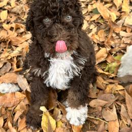 Bernedoodle Puppies from Dulcito Bernedoodles