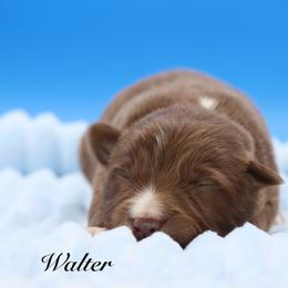 Walter - Red tri male Miniature Australian Shepherd puppy in Weeki Wachee, Florida from Arlington's Mini Aussies