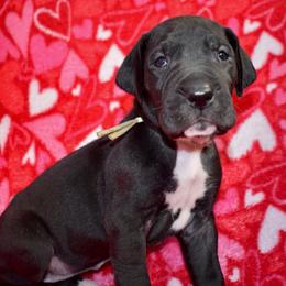 Basil Hayden - Black and white female Great Dane puppy in Chapmansboro, Tennessee from Balthrop Bend Farms