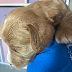 Cinnamon - Caramel red female Labradoodle puppy in Montrose, Colorado from Ithilien Labradoodles