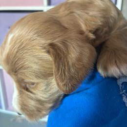 Cinnamon - Caramel red female Labradoodle puppy in Montrose, Colorado from Ithilien Labradoodles