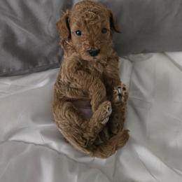 Mason - Red  male Poodle puppy in Lucedale, Mississippi from Simply Poodle