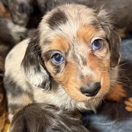 Ole blue eyes - Dapple male Dachshund puppy in Glendale, Arizona from Collier Dachshunds
