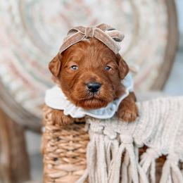 Iris - Red  female Goldendoodle puppy in Iola, Texas from Supreme Doodles of Texas