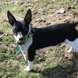 Bigs - Teddy Roosevelt Terrier