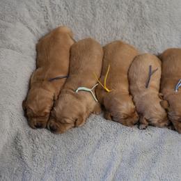 Dill - Golden male Golden Retriever puppy in Payette, Idaho from Stonewick Retrievers