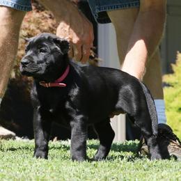 Pink Collar - Black female Perro de Presa Canario puppy in Pocahontas, Illinois from Cabeza Grande Kennel