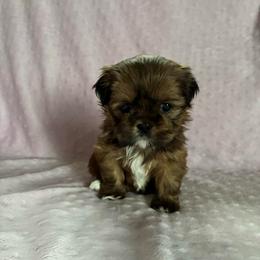Chilli - Red female Shih Tzu puppy in Kettering, Ohio from The Ruff Life Tribe