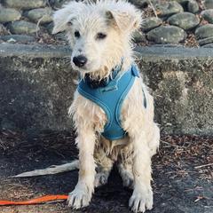 Berger Blanc Suisse Puppies from Moro Shepherds