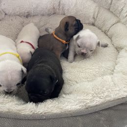 French Bulldog Puppies from JoJo French Bulldogs