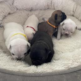 French Bulldog Puppies from JoJo French Bulldogs