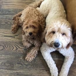 Cavapoo and Goldendoodle All Grown Up from Ivy The Mini Doodle