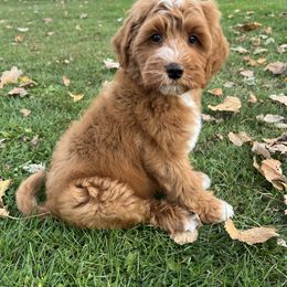 Copper - Red  male Goldendoodle puppy in Ottawa, Ohio from Simply Beautiful Goldendoodles