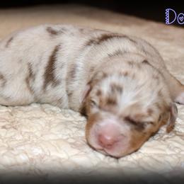 Dottie - Red merle female Australian Shepherd puppy in Iota, Louisiana from C'est Bon Aussies Australian Shepherds