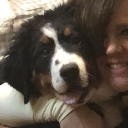 Maizie  - Bernese Mountain Dog