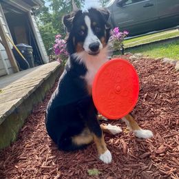 Miniature Australian Shepherd All Grown Up from J&K Mini Aussies