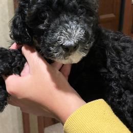 Cavapoo and Poodle Puppies from Happy Tails Poods and Doods