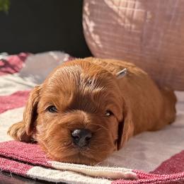 F1 Cavapoo - Boy 2 Selection - Red male Cavapoo puppy in Pleasant Hill, Iowa from Harvest Creek