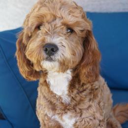 Teddy - Goldendoodle