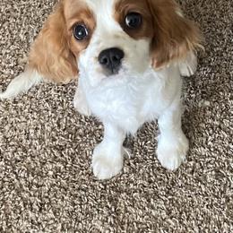 Cavalier King Charles Spaniel Puppies from Christina’s Cavaliers