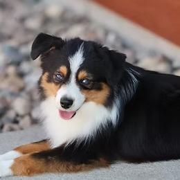 Oakley - Toy Australian Shepherd
