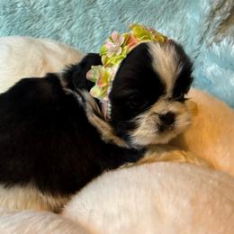HANNA - Black and white female Shih Tzu puppy in Kamilche, Washington from Serendipity Shih tzu