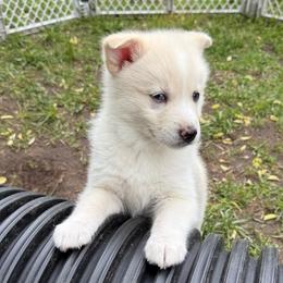 Ford - White male Pomsky puppy in Greenfield, Minnesota from SRF Pomskies