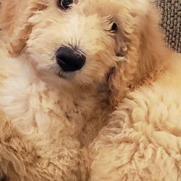 Labradoodles from Texas Rose Doodles