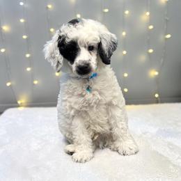Thor - Parti male Poodle puppy in Gainesville, Florida from Pet Inn Xxweetdoodles