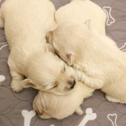 Girl 1 - female West Highland White Terrier puppy in Spokane, Washington from Pleasant Prairie Farms