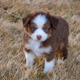 Fraser - Red tri male Miniature Australian Shepherd puppy in Blackfoot, Idaho from Bellewynd Acres