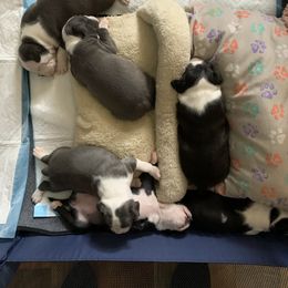 Boston Terrier Puppies from Kimberly Stover's Boston Terriers