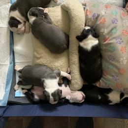 Boston Terrier Puppies from Kimberly Stover's Boston Terriers
