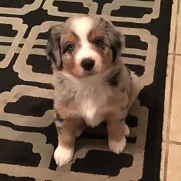 Miniature Australian Shepherds from TK’s Texas ASDR Aussies