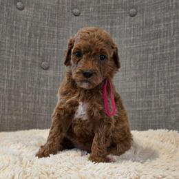 Pink - Red  female Goldendoodle puppy in Miami, Florida from GoldStar Doodles USA