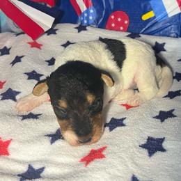 First-born Boy - White black and tan male Wire Fox Terrier puppy in Ennis, Texas from Syrayed Farm