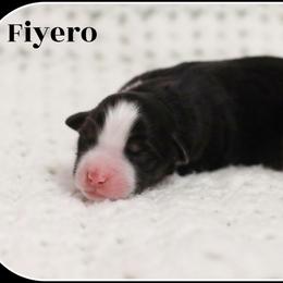 Fiyero (black tri male) - Black tri male Miniature American Shepherd puppy in West Jordan, Utah from PreciousGem Miniature American Shepherds / Mini Aussies