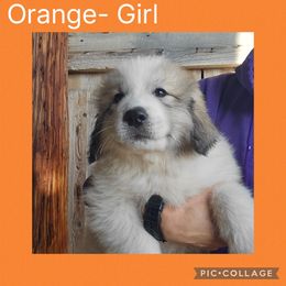 Autumn- orange collar - White and badger female Great Pyrenees puppy in Mikado, Michigan from Brittain Family Farm